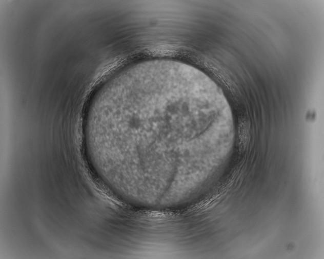 X0000098070494200805021001