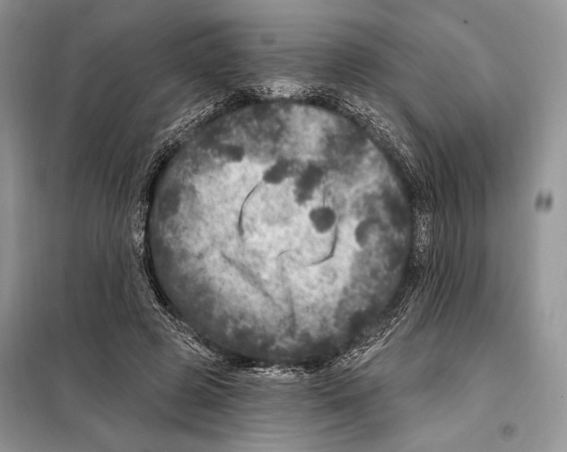 X0000098070545200805021000