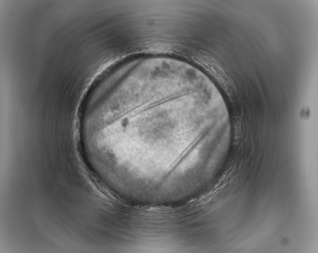 X0000098070584200805021000