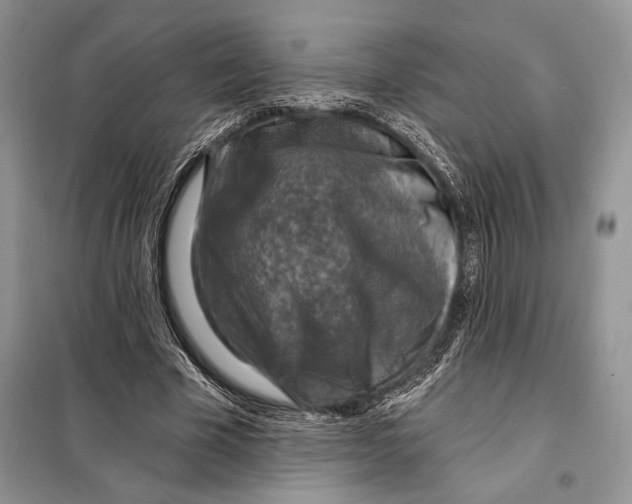 X0000098070585200805021000