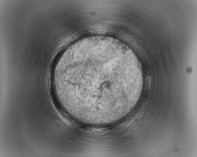 X0000098070638200805020959