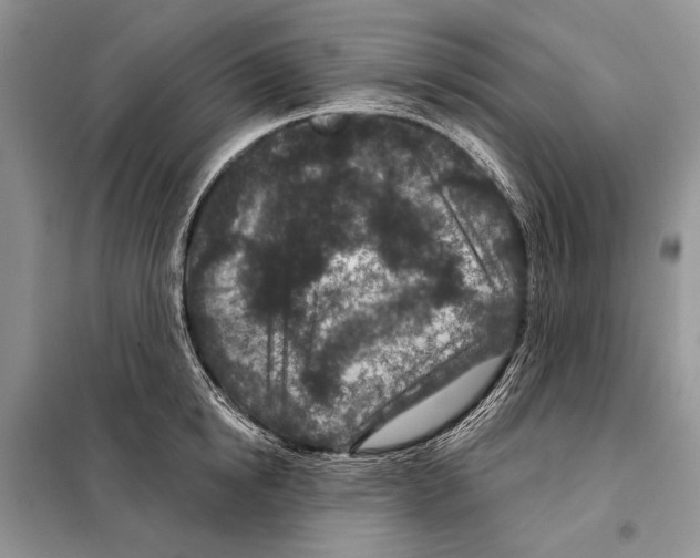 X0000098070854200805020956