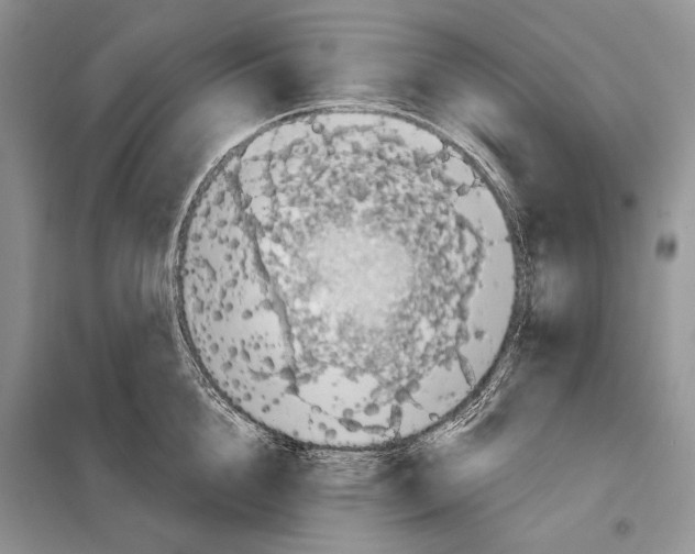 X0000098070856200805020956