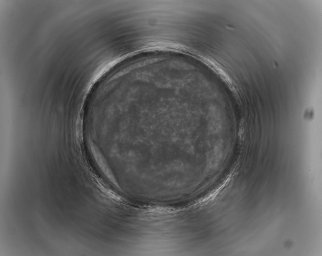 X0000098070877200805020955