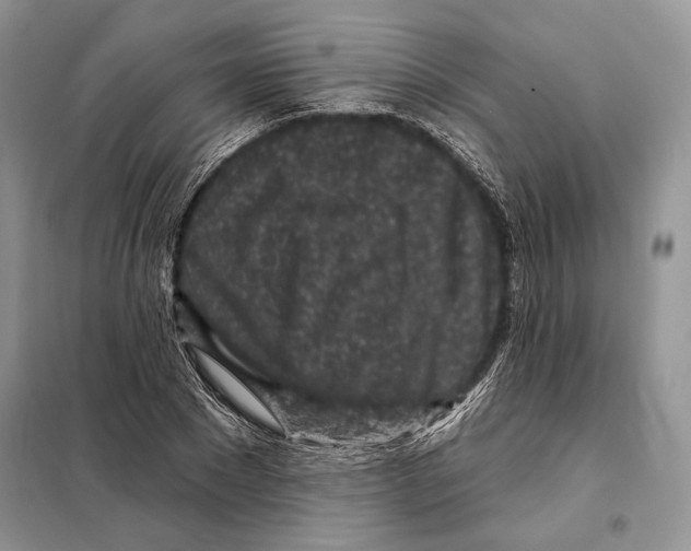 X0000098070881200805020955