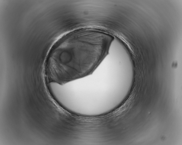 X0000098071024200805020952