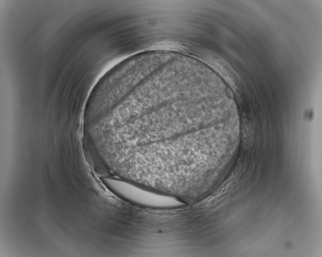 X0000098071044200805020953