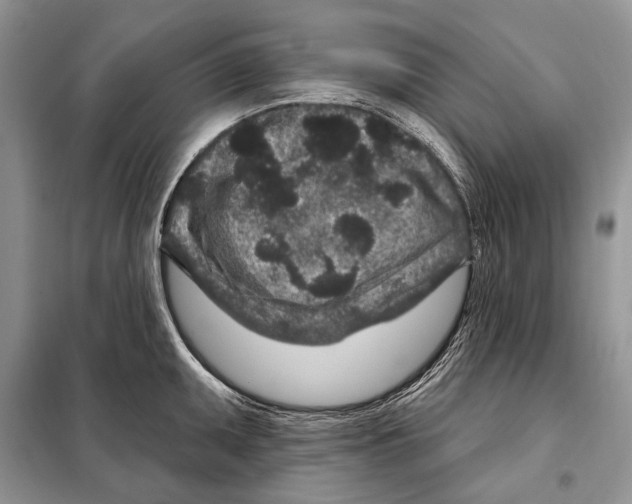 X0000098071095200805020952