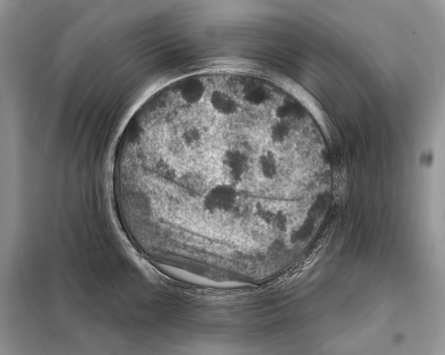 X0000098071099200805020952