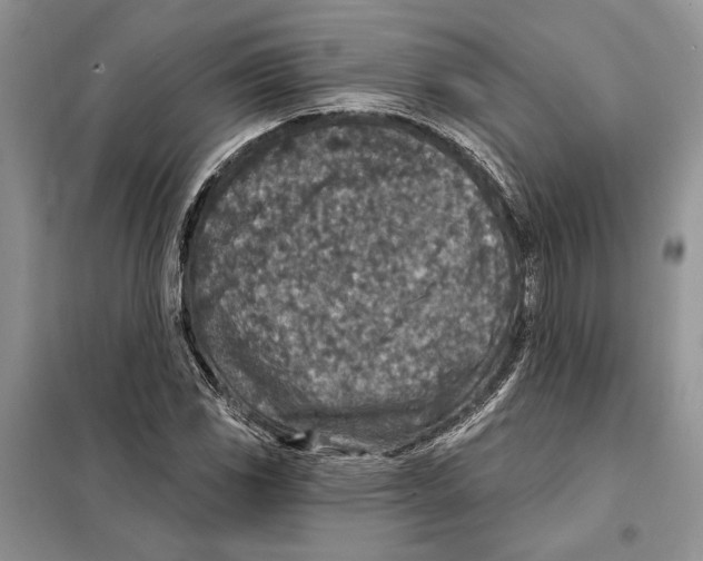 X0000098071117200805020951