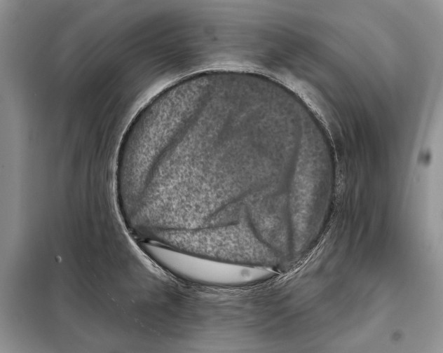 X0000098071237200805020950