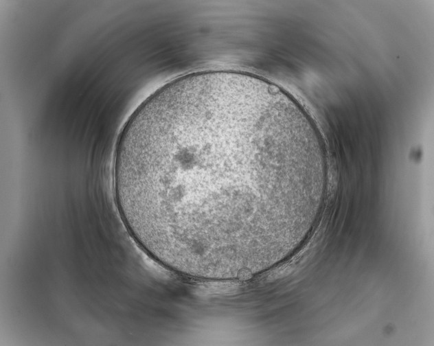 X0000098071294200805020949