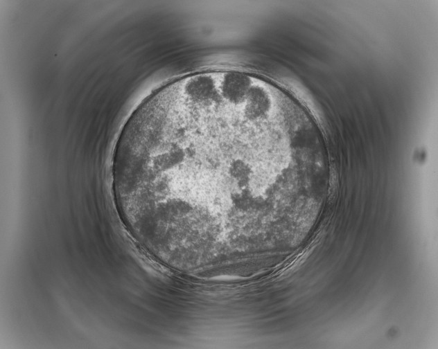 X0000098071435200805020947