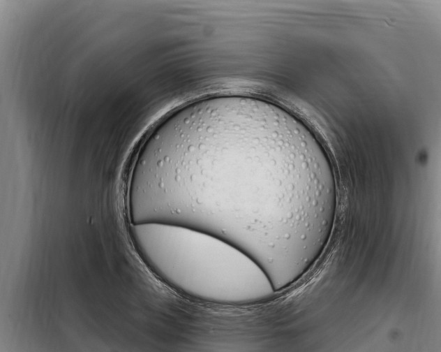 X0000098080835200804040749