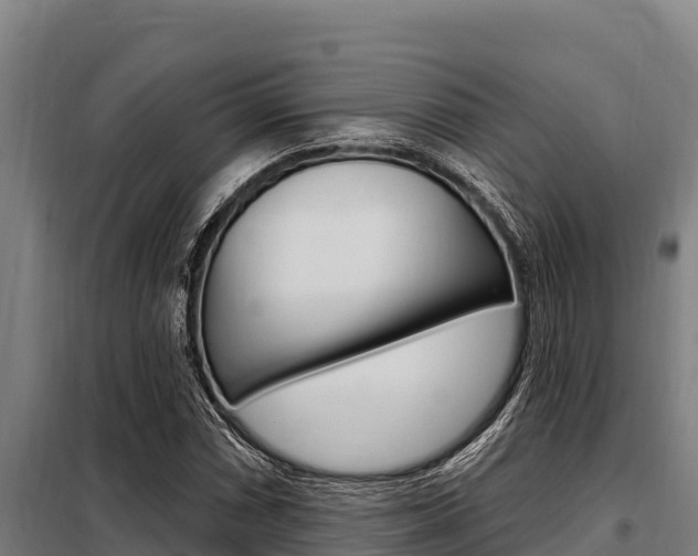 X0000098081066200804040746