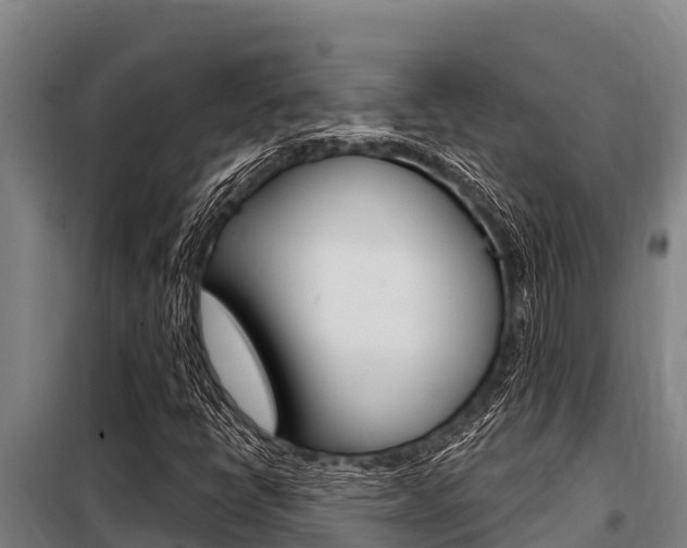 X0000098081398200804040741