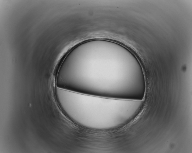 X0000098081509200804040739