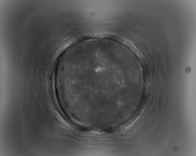 X0000098080585200804041151