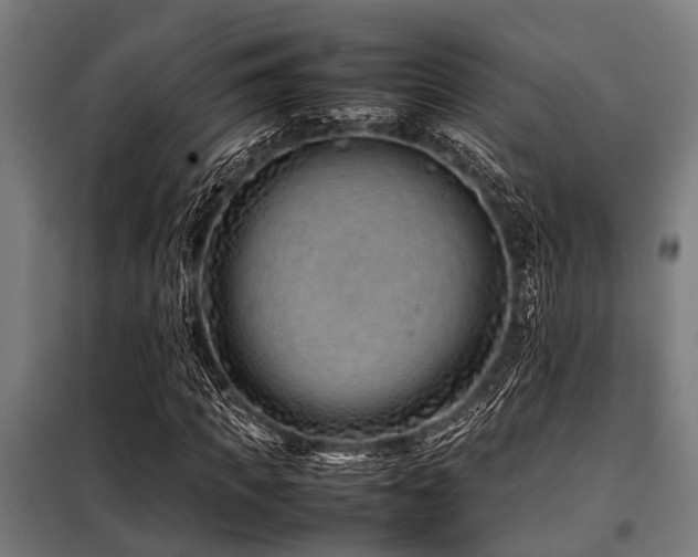 X0000098080917200804041145