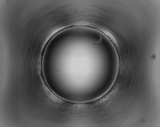 X0000098081000200804041144