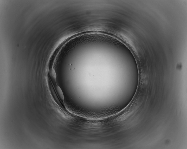 X0000098081035200804041144