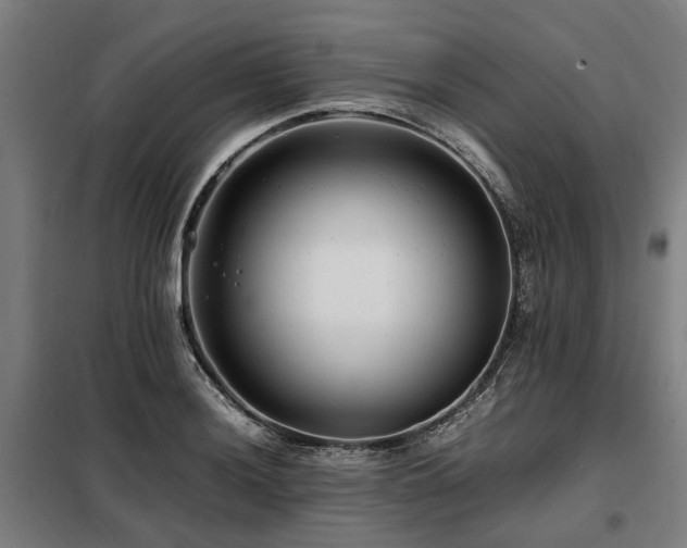 X0000098081036200804041144