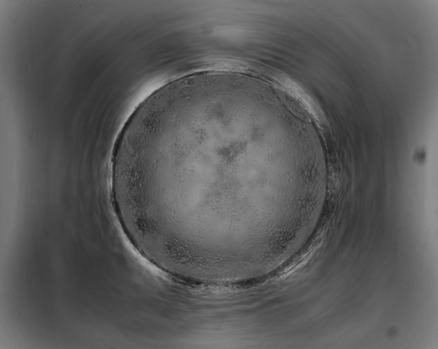 X0000098081095200804041143