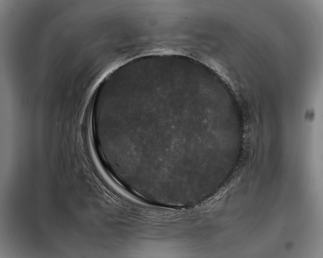 X0000098081173200804041142