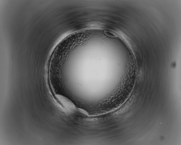 X0000098081243200804041141