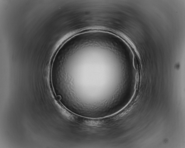 X0000098081245200804041141