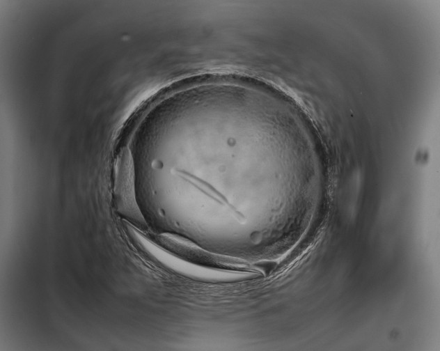 X0000098081263200804041140