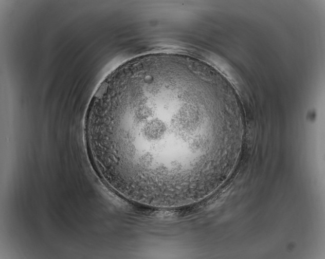 X0000098081283200804041140
