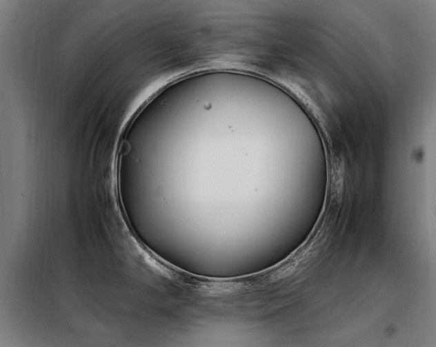 X0000098081294200804041140