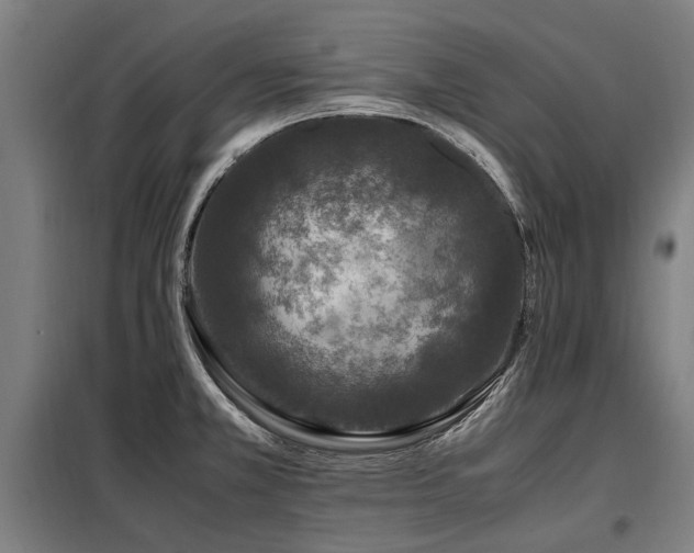 X0000098081381200804041139