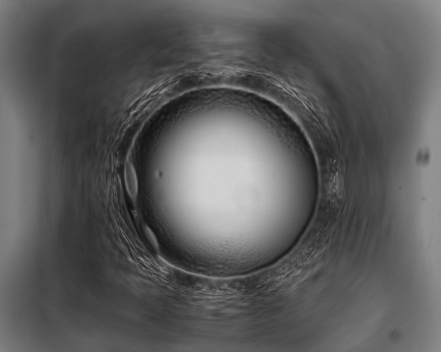 X0000098081397200804041138