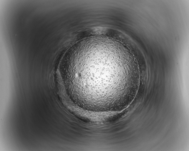 X0000098080553200804110945