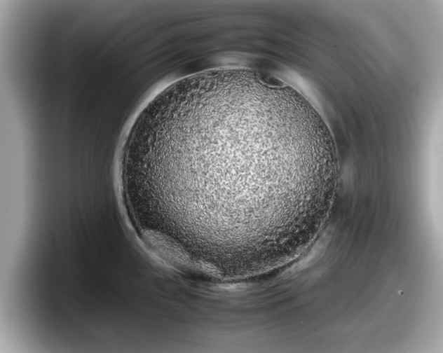 X0000098081243200804110936