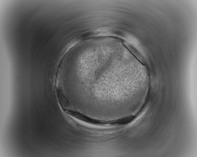 X0000098081289200804110935