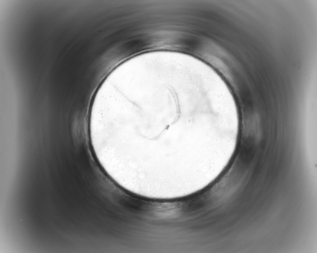 X0000098081338200804110935