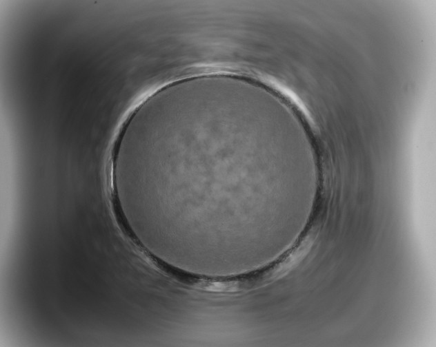 X0000098081365200804110934