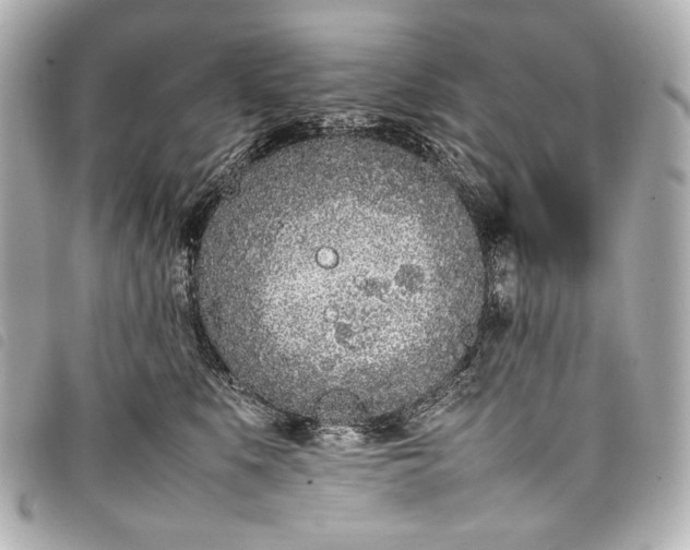 X0000098080519200804181202