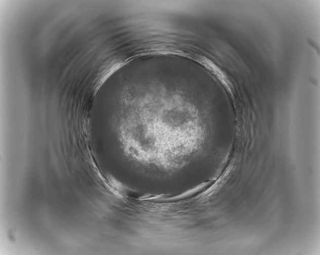 X0000098081385200804181148