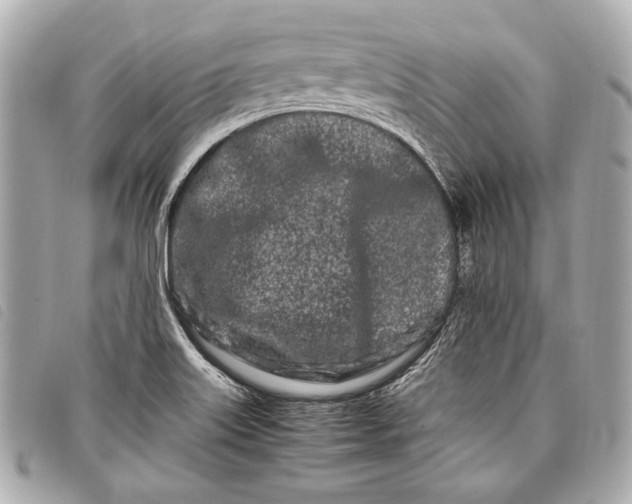 X0000098081515200804181145