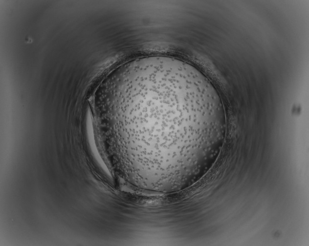 X0000098080068200804251523