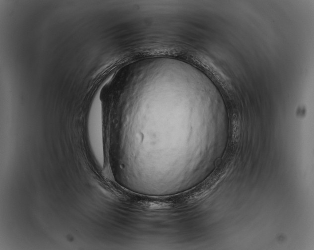 X0000098080165200804251521