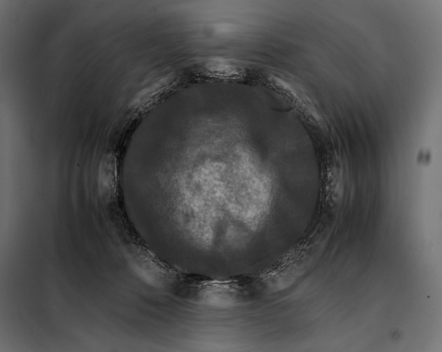 X0000098080320200804251519