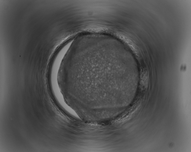 X0000098080399200804251518