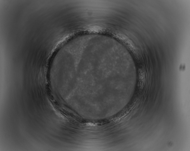 X0000098080496200804251516