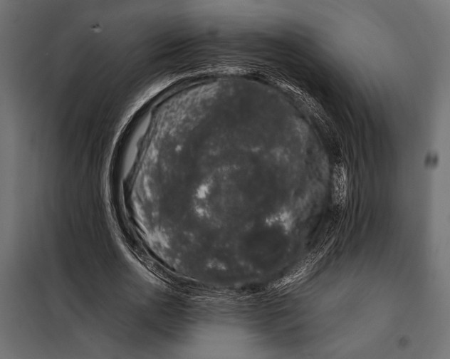 X0000098080726200804251512