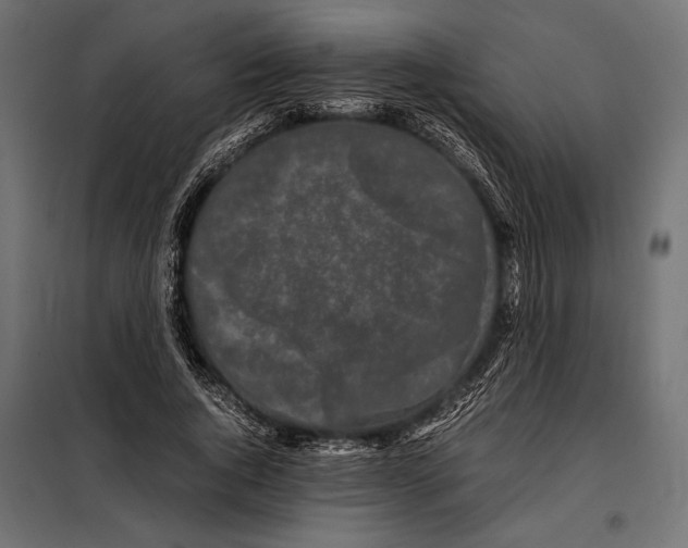 X0000098080736200804251513